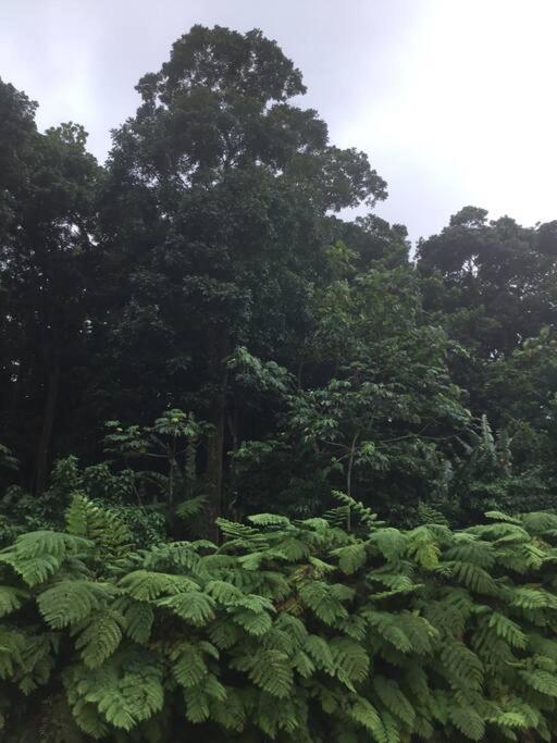 Les Lucioles 1 Beau T2 En Foret Tropicale Avec Acces Piscine Saint-Joseph 外观 照片